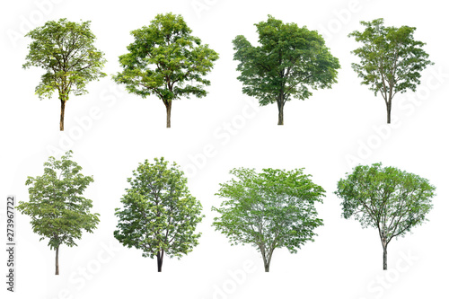 Trees isolated on white background  tropical trees isolated used for design  advertising and architecture