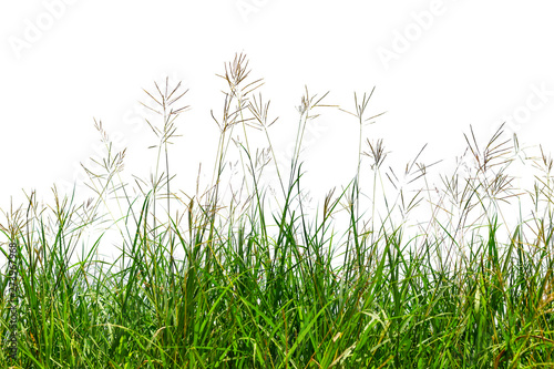 Grass isolated on white background