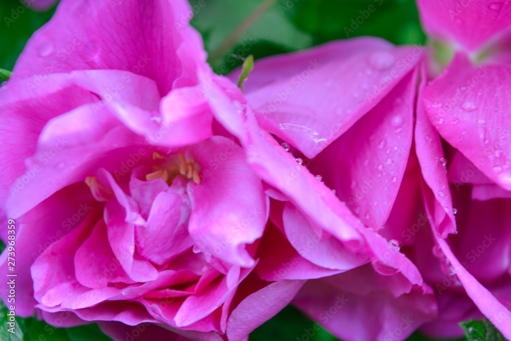 Pink Dogrose, Briar eglantine flower. Wild Rose hips closeup Pink Dogrose, Briar eglantine flower. Wild Rose hips closeup