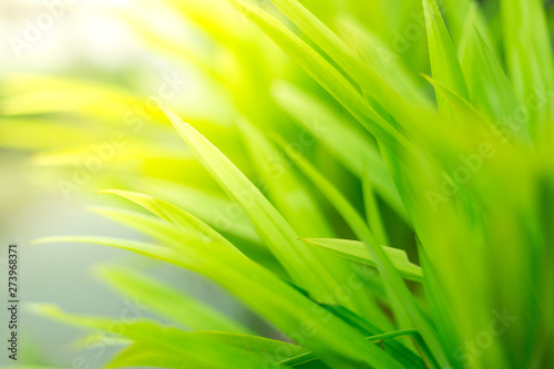 green leaf texture background with warm light