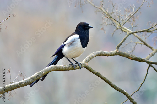 Eurasian magpie bird