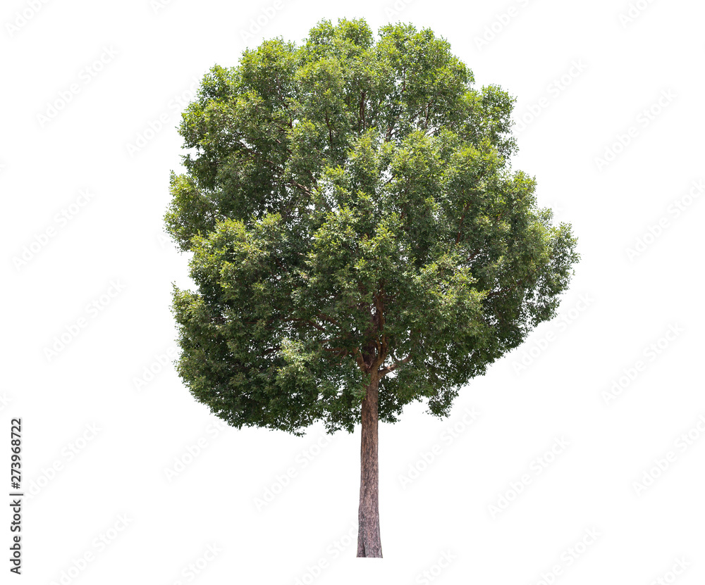 Fototapeta premium Tree isolated on white background