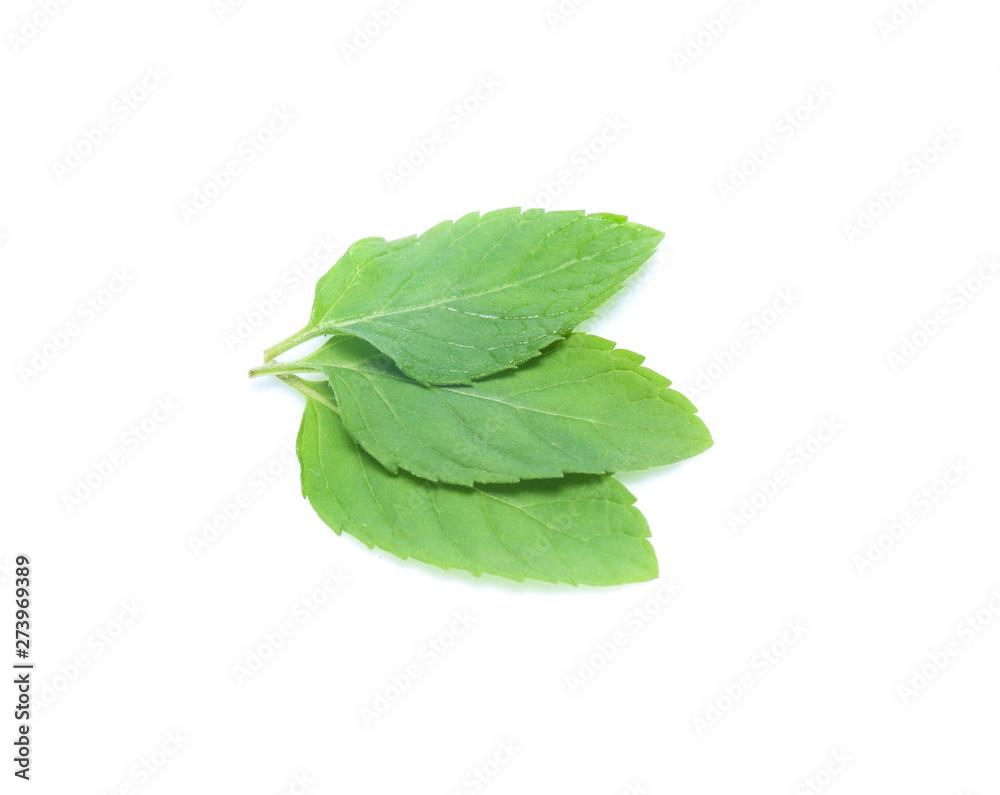 Obraz premium mint leaves isolated isolated on white