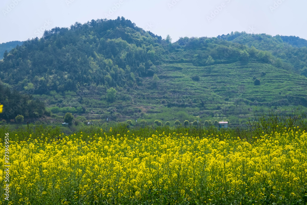 The Yellow Flowers of Rapeseed fields with blue sky at Wuhan, One of the city in Hubei province China.