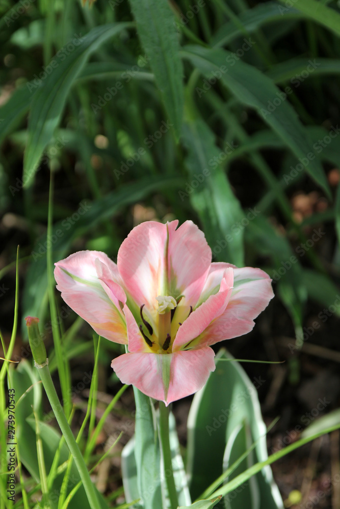 Single colorful tulip on the flower bedrful tulips on flower bed Single colorful tulip on the flower bedrful tulips on flower bed
