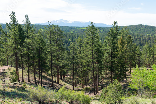 Alpine forest