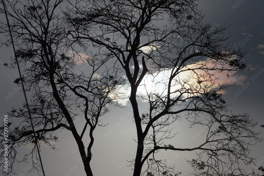 tree in fog tree in fog