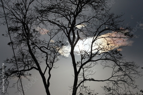 tree in fog © sebastian