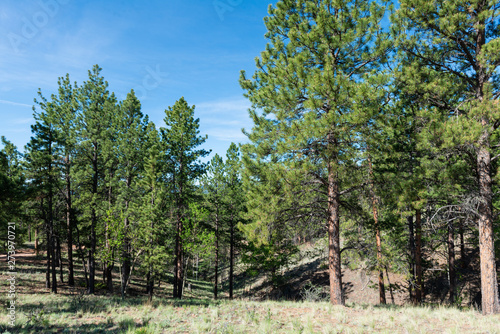 Alpine forest photo