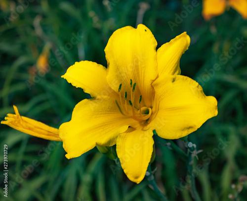 yellow tulip in a garden