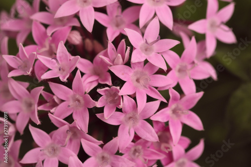 Flower background. Pink flowers of Phlox subulata. View from above, macro, horizontal. Concept of beauty of nature. © Nataliia