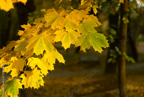Autumn theme. Maple branch with yellow leaves on a sunny day. Background, horizontal, cropped shot, close-up, free space. Concept seasons.