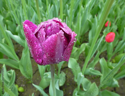 Single colorful tulip on the flower bedrful tulips on flower bed