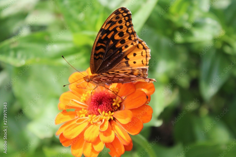 Great Spangled Fritillary (Speyeria cybele) perched on zinnia Great Spangled Fritillary (Speyeria cybele) perched on zinnia