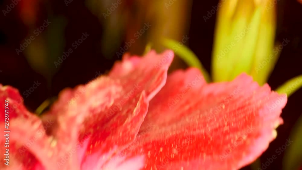 Surfinia Petunia close up flower, macro Surfinia Petunia close up flower, macro