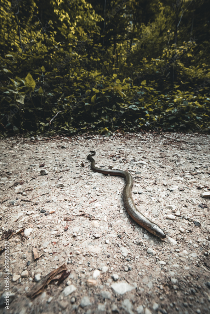 Fototapeta premium Anguis fragilis in the nature Reserve in austria on the ground