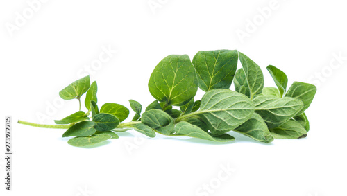 Oregano or marjoram leaves isolated on white background