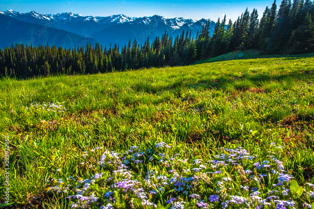 Clear Skies Over Mountains in Olympic National Park in Washington