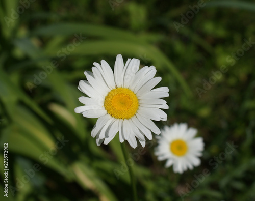 white and yellow daisy with blurry back ground