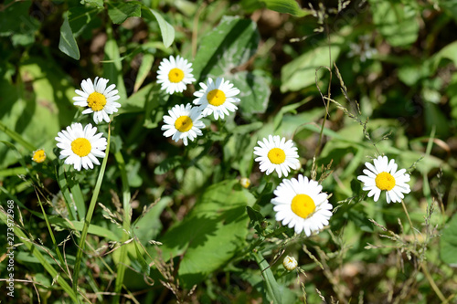 Chamomile flowers on summer lawn close up