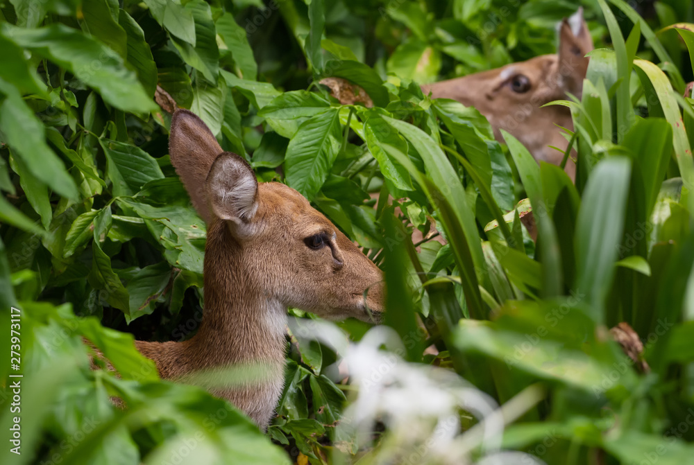 Two female red deer are resting in the bush Two female red deer are resting in the bush