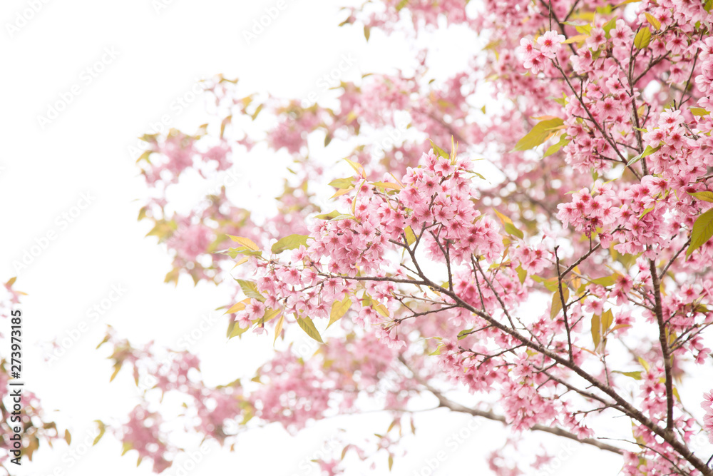 Beautiful cherry blossom or sakura in spring time over  sky