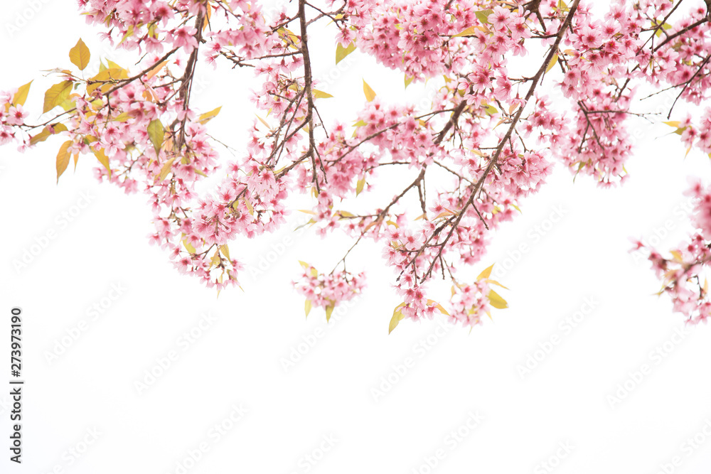 Beautiful cherry blossom or sakura in spring time over sky Beautiful cherry blossom or sakura in spring time over sky