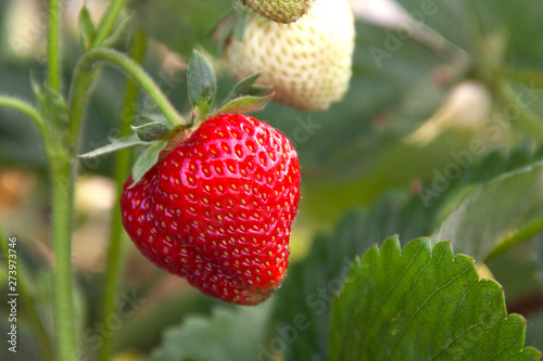 strawberry hanging on a Bush shot close-up