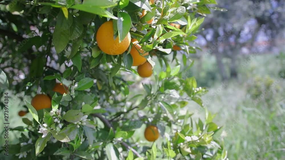 Oranges hanging in the tree while dancing in the breeze. Oranges hanging in the tree while dancing in the breeze.