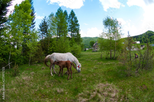 beautiful horses graze in the spring mountains under a warm sun on the background of the forest © mikhailgrytsiv