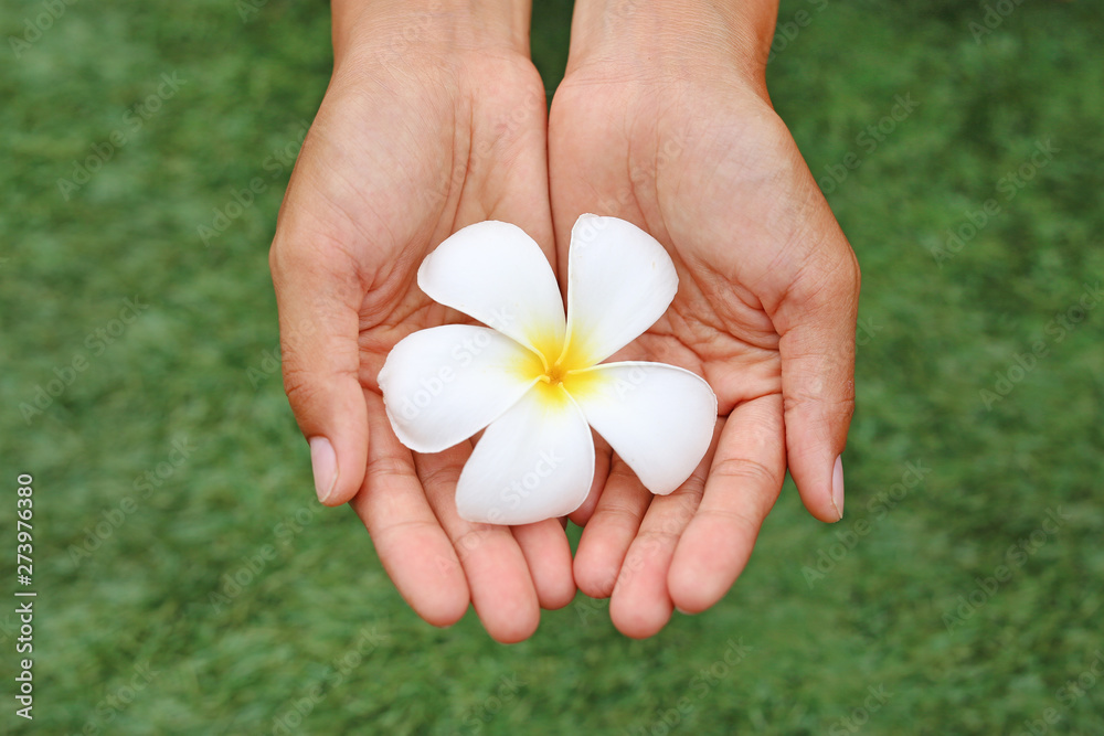 Frangipani or Plumeria flower in woman hands at garden.