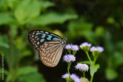 butterfly on flower © mohdbakri