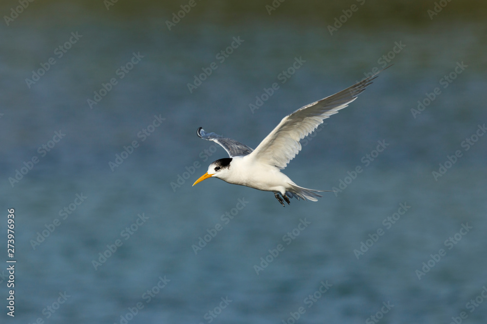 Crested Tern in flight