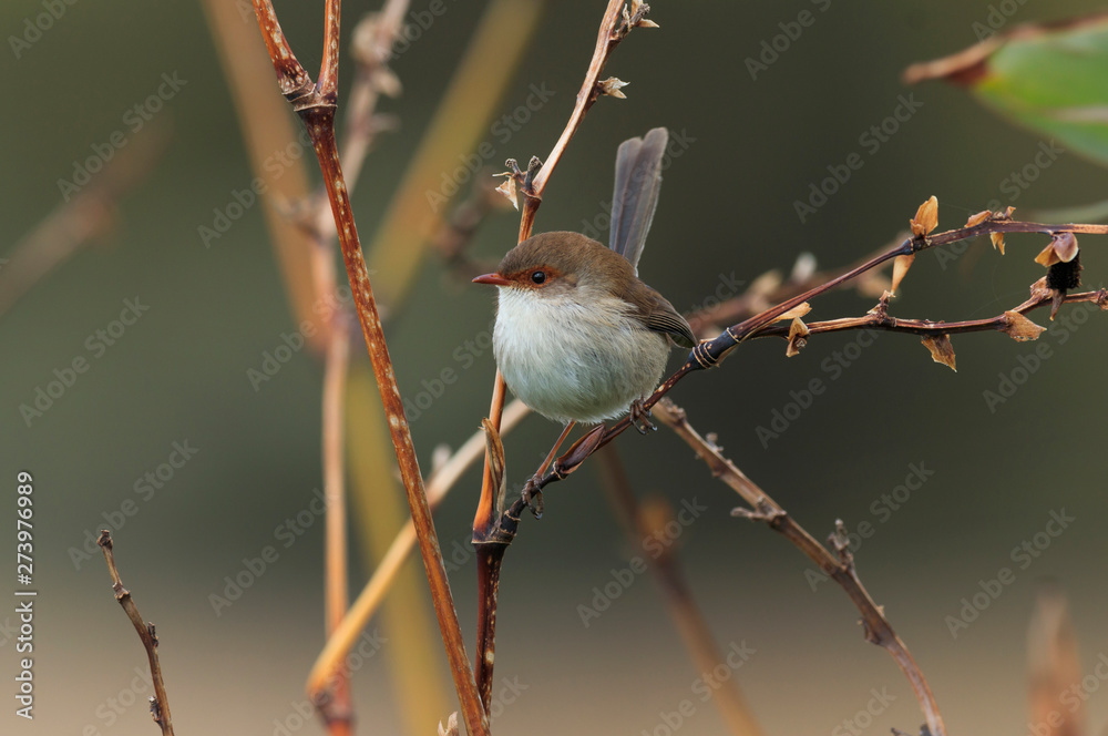 Female Superb Fairywren perched in a bush Female Superb Fairywren perched in a bush