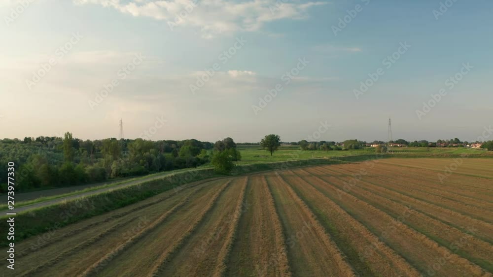 4K Aerial : Cinematic shot flying backwards over a field of alfalfa in sunset 4K Aerial : Cinematic shot flying backwards over a field of alfalfa in sunset