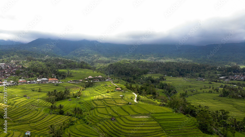 Rice terraces. island of Bali