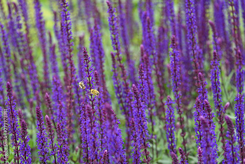 Pair of bumble bees pollinating purple salvia in bloom, purple and green garden