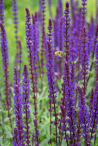 Bumble bee flying around blooming purple salvia  purple and green garden