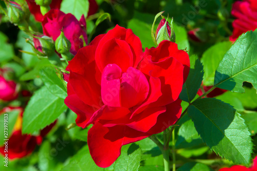 Beautiful red roses in a sunny summer garden