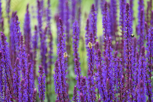 Bumble bees pollinating blooming purple salvia, purple and green garden