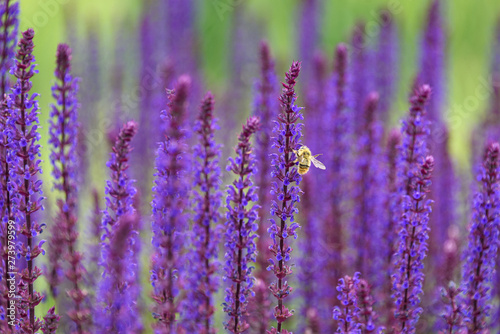 Bumble bee pollinating blooming purple salvia, purple and green garden