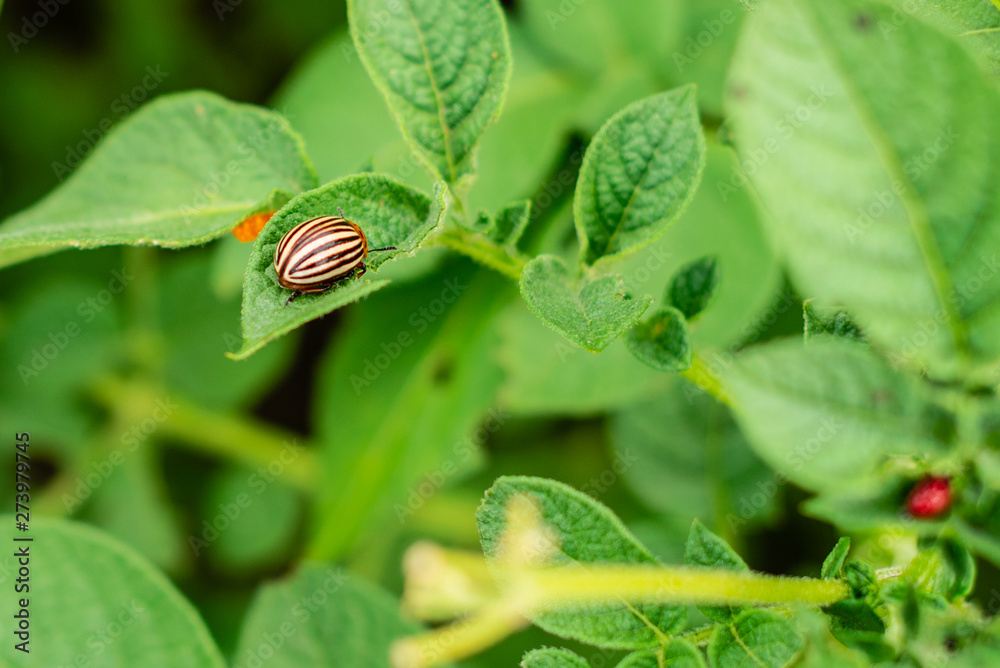 Close-up Colorado potato beetle and larvae on the green leaves of potatoes in the garden sunlight Close-up Colorado potato beetle and larvae on the green leaves of potatoes in the garden sunlight