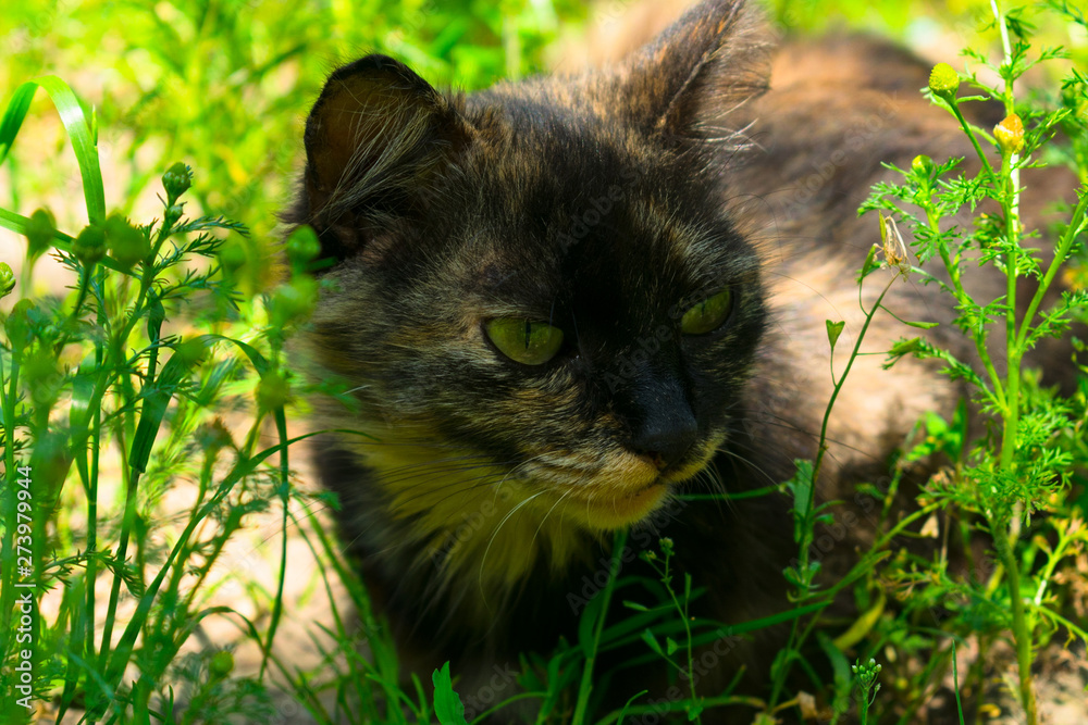 Wildcat is hunting in the green grass.