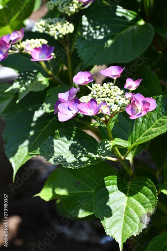 紫陽花の花