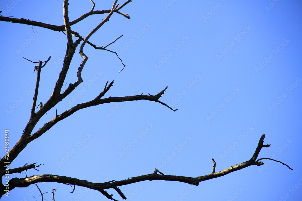 Dried branches and trunk of trees with blue sky are verry beautiful natural background. Dried branches and trunk of trees with blue sky are verry beautiful natural background.