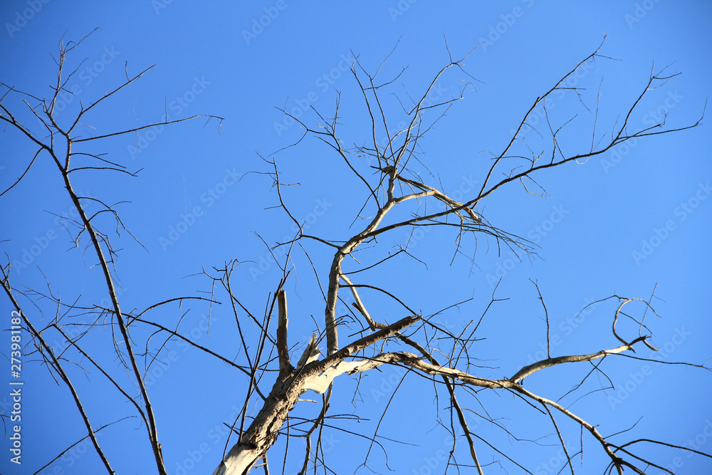 Obraz premium Dried branches and trunk of trees with blue sky are verry beautiful natural background.