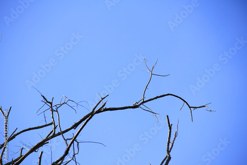 Dried branches and trunk of trees with blue sky are verry beautiful natural background.