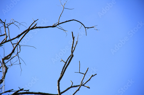Fotografie Dried branches and trunk of trees with blue sky are verry beautiful natural background