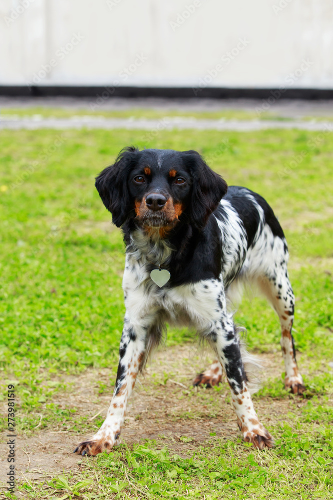 Dog breed Breton Epanol