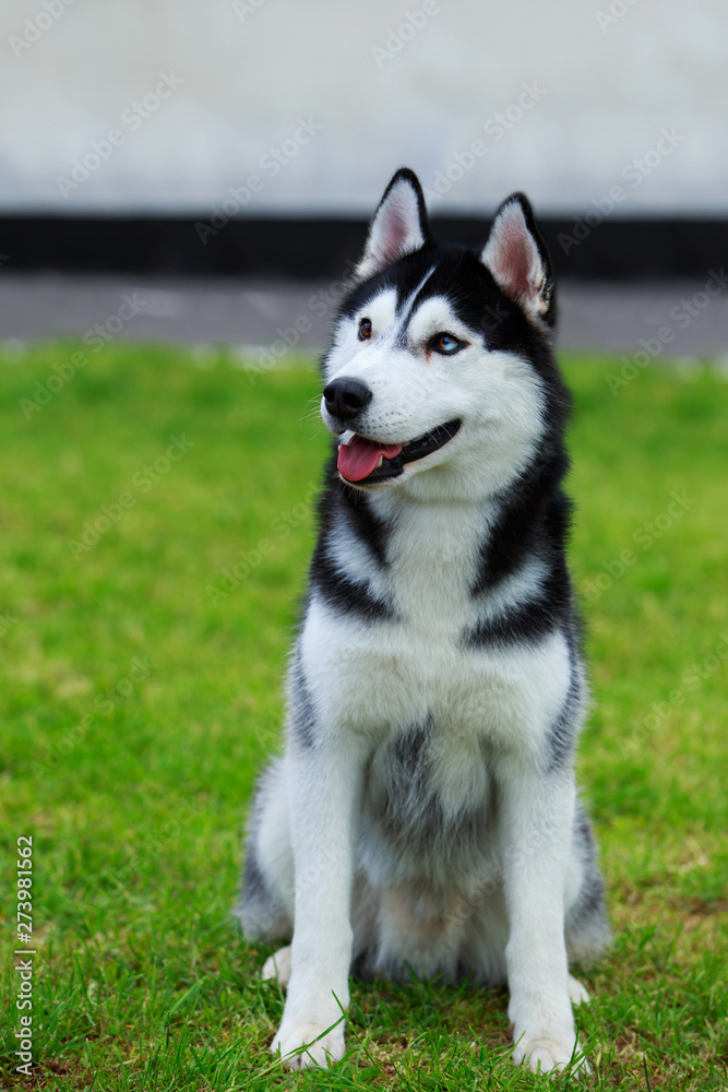 Dog breed Siberian husky